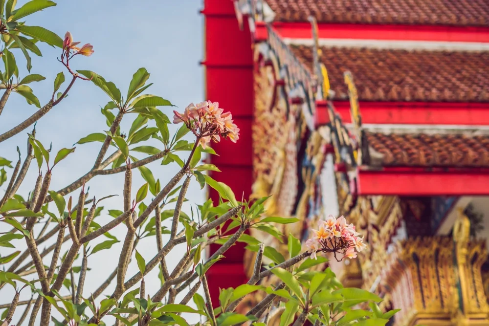 Branches of a frangipani tree with pink blossoms are in the foreground, framing part of a traditional Thai temple with intricate red, gold, and blue details and a multi-tiered roof. The clear, light blue sky mirrors the serene atmosphere found at some of the finest hotels in Phuket.