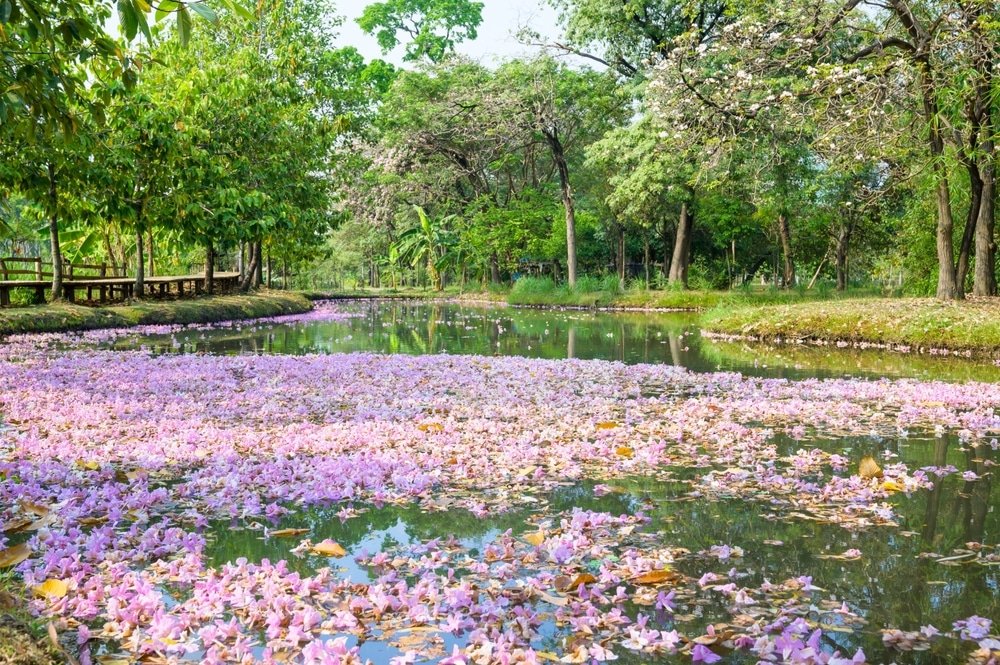 a pond with pink flowers on it with Keukenhof in the background