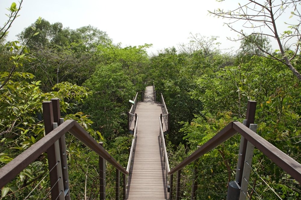 A wooden boardwalk leads through dense, lush green trees in a tropical forest, reminiscent of the serene paths you might find among the 20 Natural Attractions in Bangkok. Elevated above the ground with brown railings on either side, it meanders beneath an overcast sky, providing even lighting over the verdant foliage.