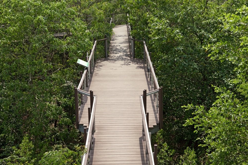 A wooden boardwalk with railings meanders through dense greenery, reminiscent of one of the 20 Natural Attractions in Bangkok. The elevated walkway offers a high vantage point amidst lush trees and foliage. A small information sign is positioned to the left of the boardwalk, completing this peaceful, verdant scene.