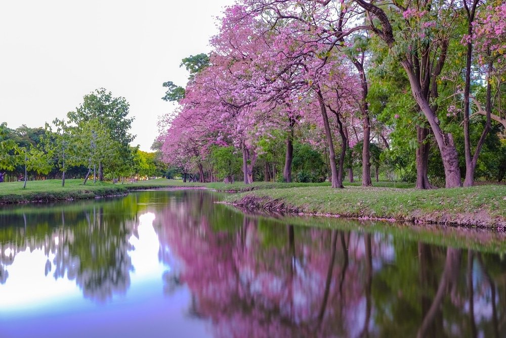 a river with trees and pink flowers