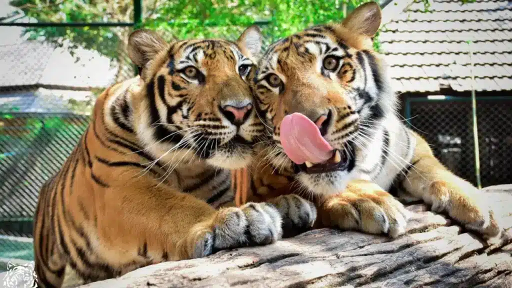 Two Bengal tigers lie close together on a large rock. The tiger on the right has its tongue out, licking its lips, while pressing its head against the other tiger. Their large paws rest side by side on the rock. Behind them, a green foliage background and a structure with a tiled roof are visible, reminiscent of Patong Beach attractions.