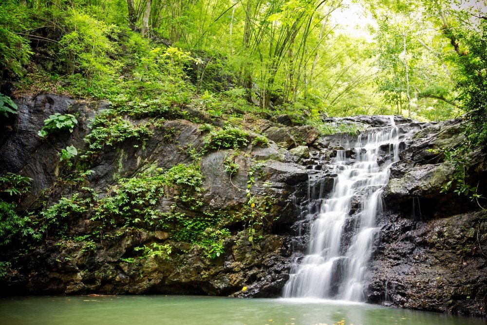 A serene waterfall cascades over rocky ledges into a tranquil pool below, surrounded by lush green foliage and various plants. Sunlight filters through the trees, illuminating the vibrant greenery and creating a peaceful, natural scene in a tropical forest, making it one of Phuket's top attractions.