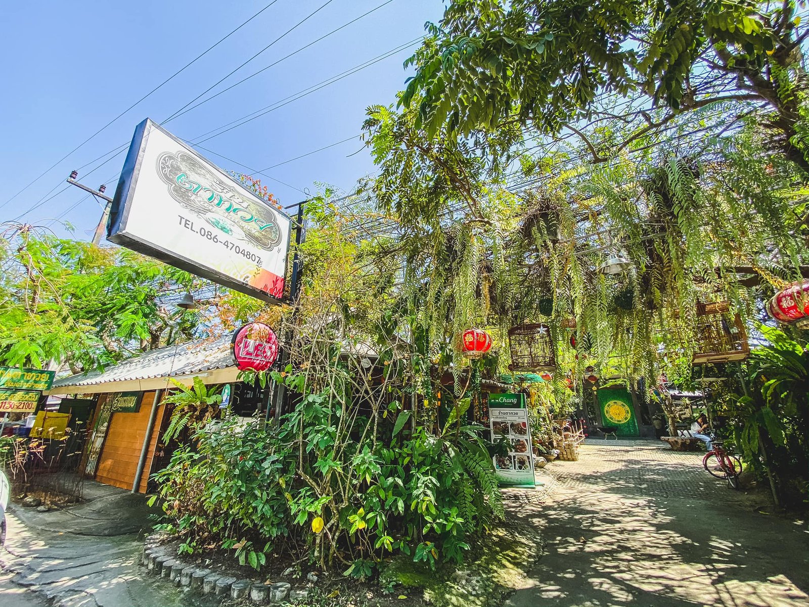 A lush, green entrance to a café adorned with hanging plants and vines greets you. The signboard on the left displays the café's name and phone number. Red lanterns hang near an outdoor seating area surrounded by abundant foliage, reminiscent of the charming ambiance near Sarasin Love Bridge under a clear blue sky.